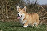 CORGI PEMBROKE 870
